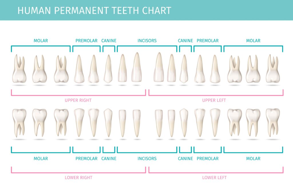 Numerotarea dinților – Ce înseamnă și cum funcționează?