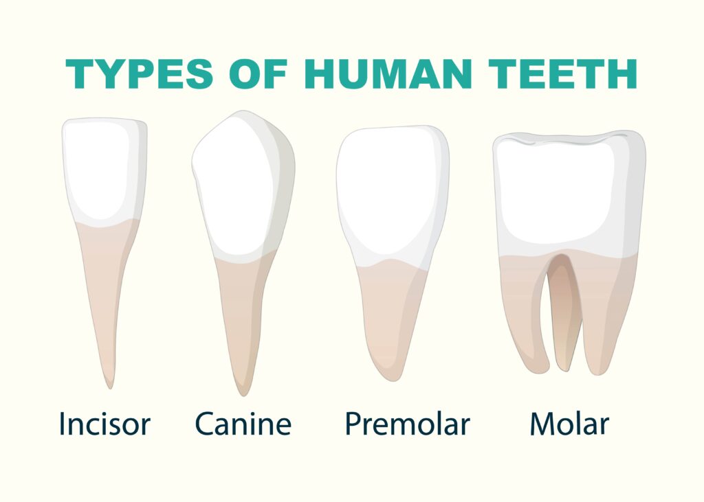 Tipuri de dinți – Cât de diferiți pot fi și totuși la fel de importanți